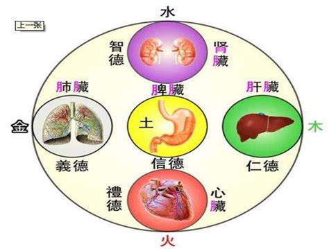 五藏六腑|人体五脏六腑器官分布图及功能关系